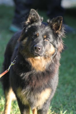 Eros Dasickeho zatisi genannt Sueno