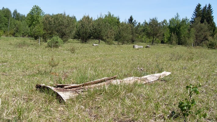 Kalkmagerrasen der Nördlichen Schiessbahn mit Unterschlupf für Schlingnatter (Foto: Verkova)