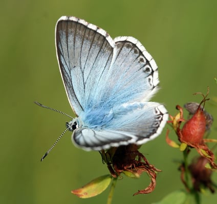 Silberbläuling Männchen 