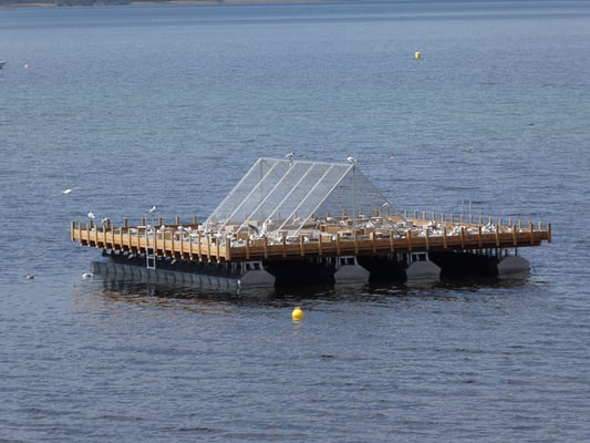 Flussseeschwalbenfloß (Foto: LBV Starnberg) 