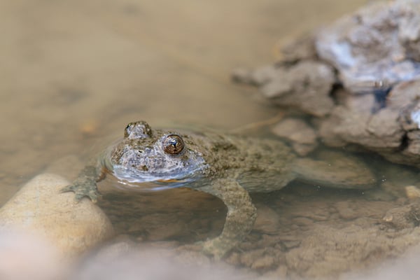 Gelbbauchunke (Foto: Wolfgang Höll)