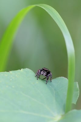 Springspinne (nicht näher bestimmt) 