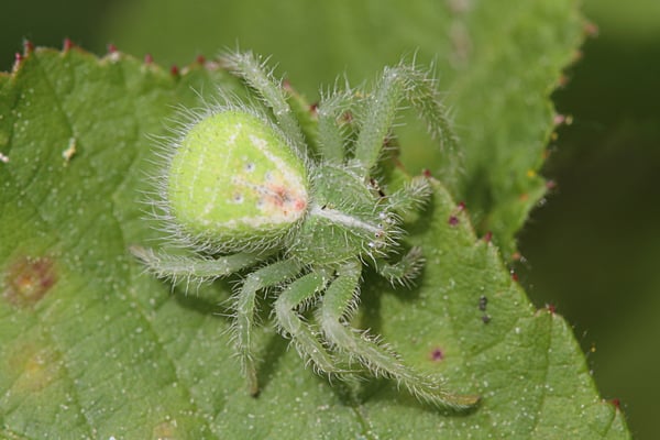 Triangelkrabbenspinne