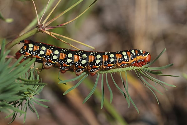 Wolfsmilchschwärmer