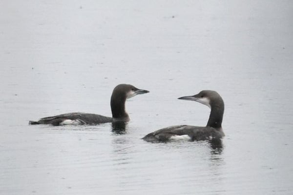 Prachttaucher (Foto: Peter Witzan)