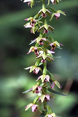 Breitblättrige Stendelwurz