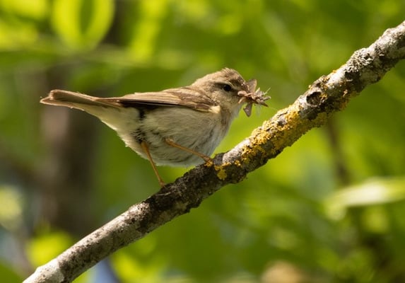 Fitis, Ursula Wiegand