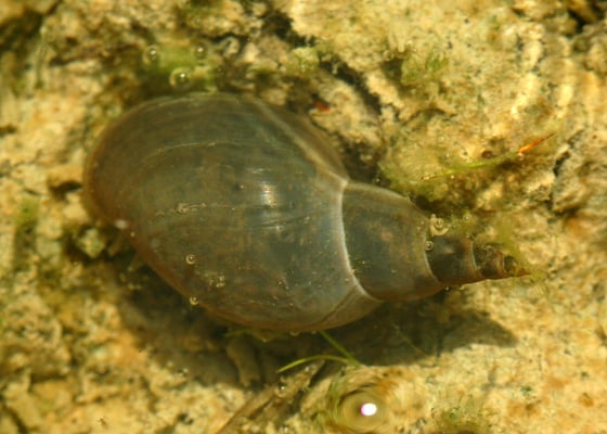 Spitzschlammschnecke