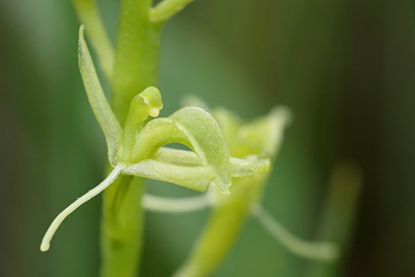 Sumpf-Glanzkraut(Liparis loeseli)  (Foto: Wolfgang Höll)