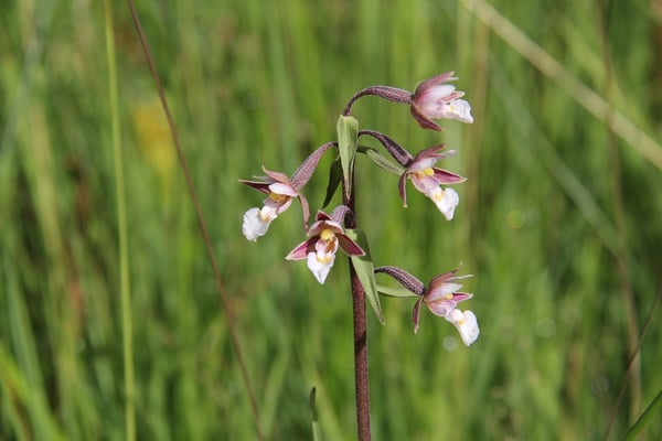 Sumpfwurz (Epipactis palustris)