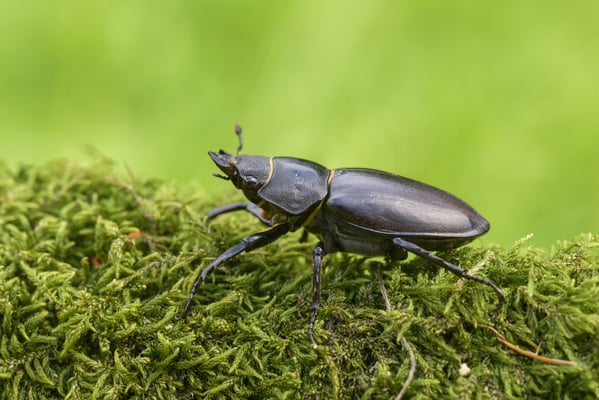 Hirschkaefer weiblich - Bosch Christoph_LBV Bildarchiv