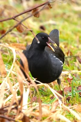 Teichhuhn (Foto: Evi&Hauke Clausen-Schaumann)
