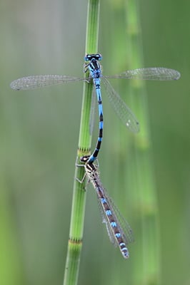 Vogel-Azurjungfer (Coenagrion ornatum) 