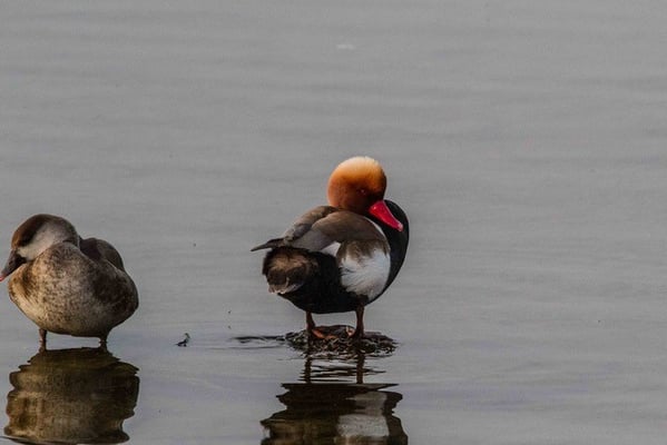 Kolbenenten, Ursula Wiegand