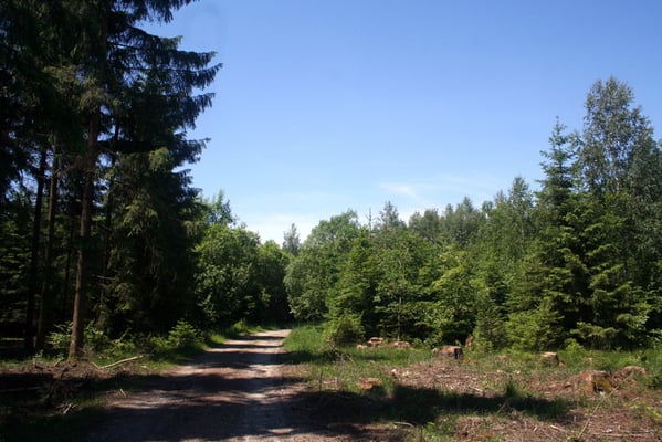 Artenarm und standortfremd: Fichtenforst 