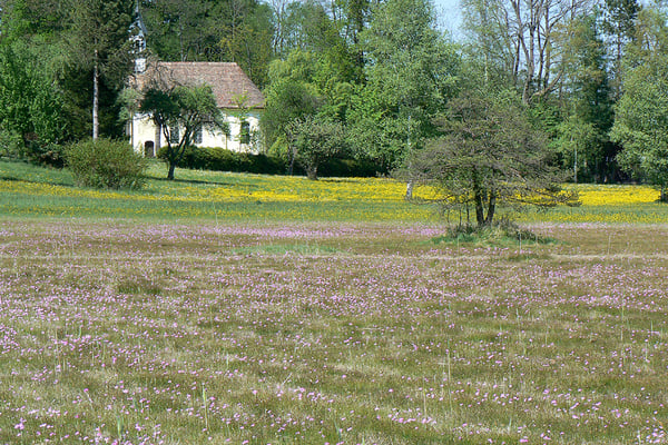 Mehlprimel-Kopfbinsenried bei Seeseiten 2007  Foto: A. Saitner/LBV