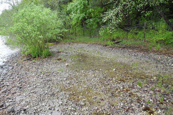 Wellenschlag-Kiesufer - Lebensraum des Bodensee-Vergißmeinnichts (Foto: Horst Guckelsberger) 