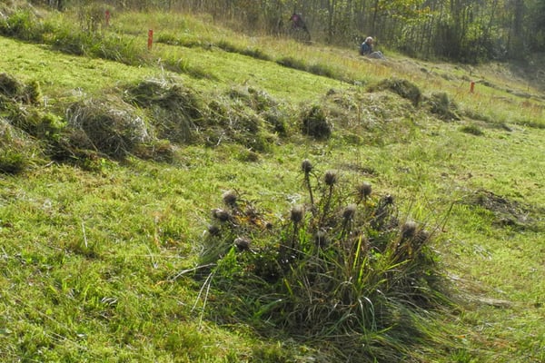 Abheuen am Jaudesberg