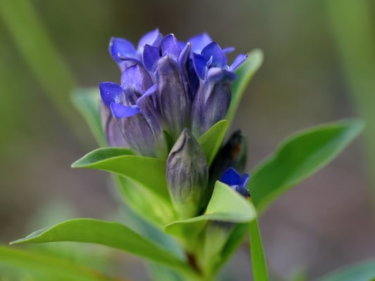 Kreuz-Enzian (Foto: Wolfgang Höll)