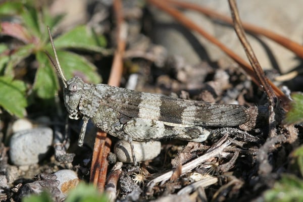 Blauflügelige Ödlandschrecke 