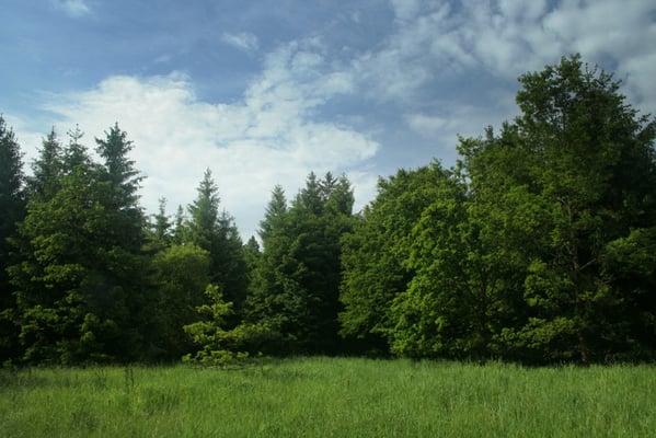 Relikte der Hutewaldwirtschaft: Eichen an einem Wildacker 