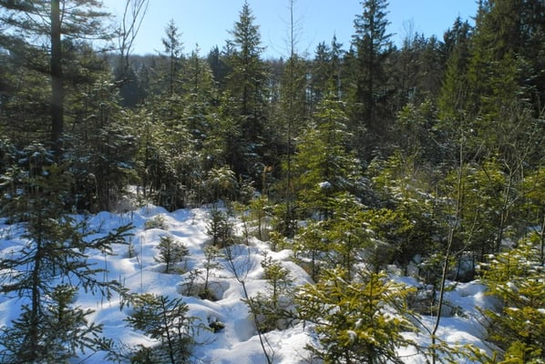 die kleinen Fichten sollen noch entfernt werden
