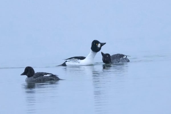 Schellente (Foto: Evi&Hauke Clausen-Schaumann)