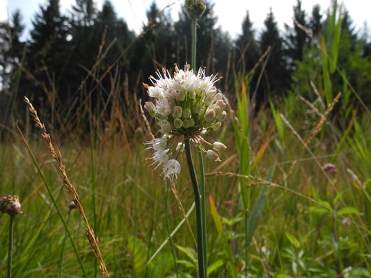 Wohlriechnder Lauch (Allium suaveolens) (Foto:H.Guckelsberger)