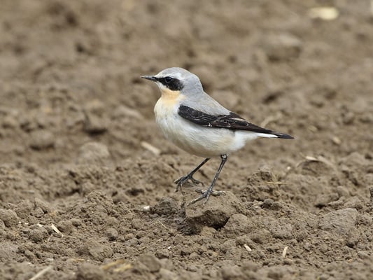 Steinschmätzer (Foto: Antje Geigenberger)