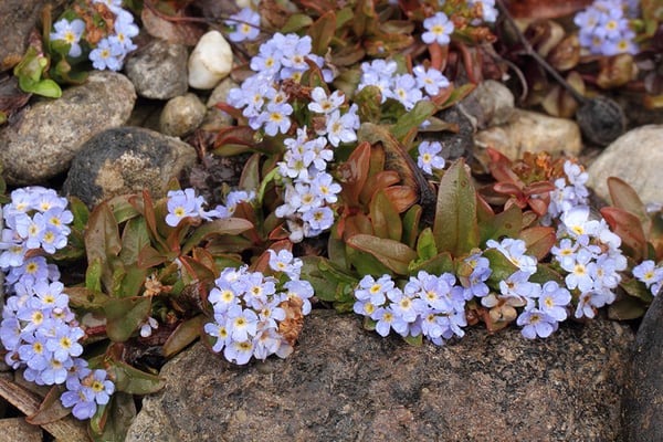 Bodenseevergissmeinnicht  (Myosotis rehsteineri)  Foto: Peter Witzan/LBV