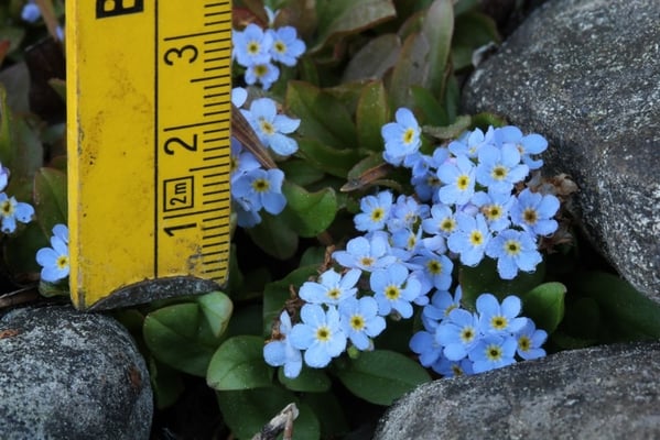 Bodenseevergissmeinnicht (Myosotis rehsteineri)