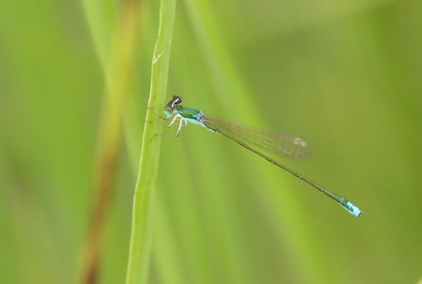 Zwerglibelle (Nehalennia speciosa)