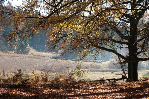 Hirschgrabenmoos, ein Hangmoor mit kalkhaltigen Quellaustritten (Foto: Horst Guckelsberger)