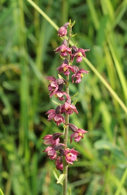 Braunrote Stendelwurz