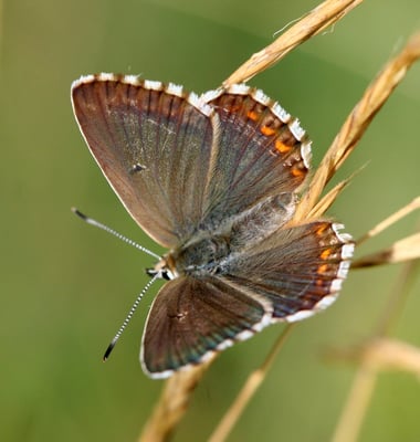 Silberbläuling Weibchen 