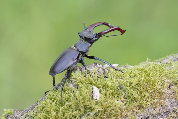 Hirschkaefer maennlich - Bosch Christoph_LBV Bildarchiv