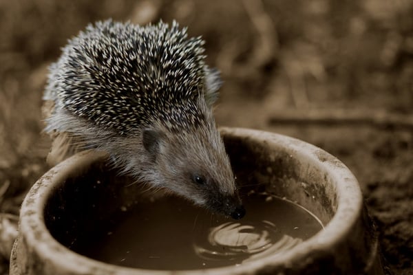 Igel an Trinkschale (Foto: Nadine Wolf)