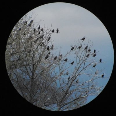 Kormorane am Schlafplatz (Foto: Horst Guckelsberger)