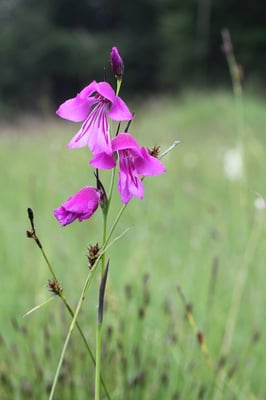 Sumpfgladiole (Gladiolus palustris)