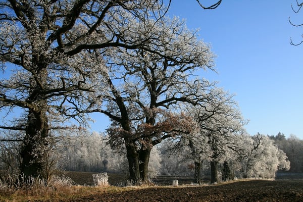 Reihe alter Eichen östlich Schwaige Ettenofen (Foto: Horst Guckelsberger) 