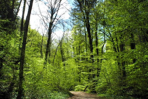 Schluchtwald – die Bäume recken sich nach Licht (Foto: Horst Guckelsberger)
