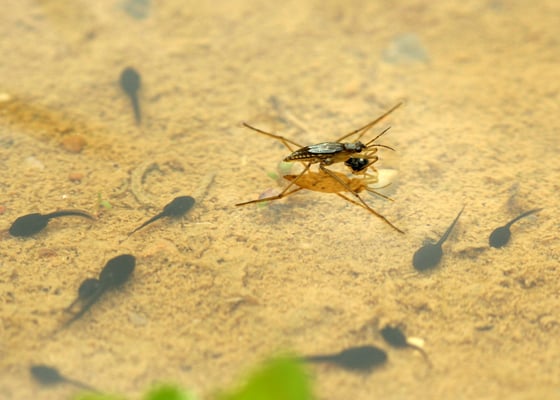 Wasserläufer mit Kaulquappen