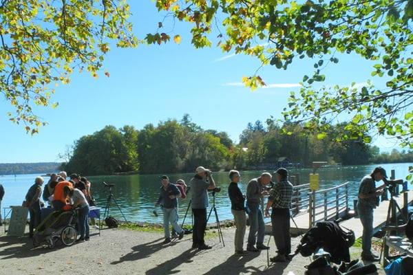 öffentliche Wasservogelbeobachtung (Foto: Horst Guckelsberger