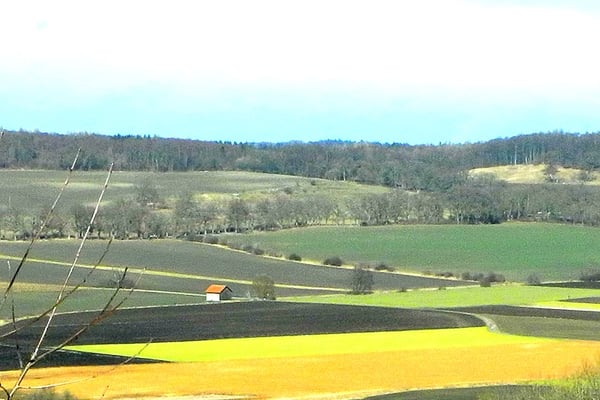 Toerringsche Eichenallee im mittleren Aubachtal südlich DElling (Foto: Horst Guckelsberger) 