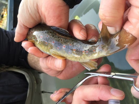 Für die Genetikprobe wurde den betäubten Forellen ein kleines Stück der Afterflosse abgeschnitten.