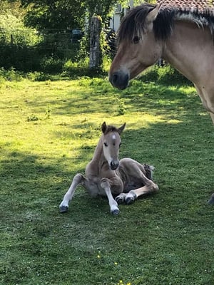 Poulain de notre élevage chevaux Henson 