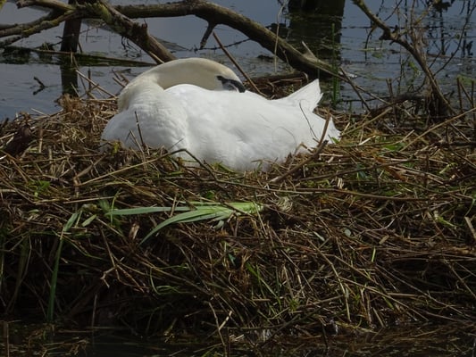 cygne sur son nid