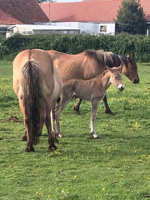 Nos chevaux d'élevage Henson 
