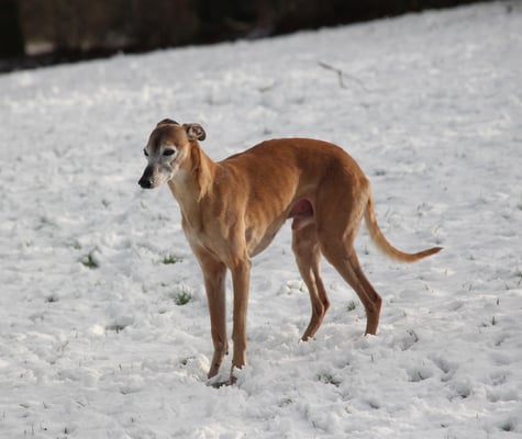Papa Infantulus "Toni" zu Besuch
