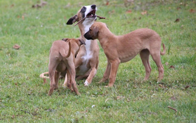Die grosse Schwester Jeamie mit den Zwergen
